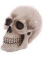 Figura Hucha forma de Calavera 24,5 x 16 x 19,5 cm