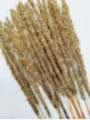 Stick de Lavanda, Salvia Blanca y Sándalo. Venta por unidades.