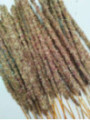 Stick de Pétalos de Rosa, Salvia Blanca y Sándalo. Venta por unidades.