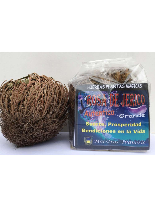 Rosa de Jerico Grande, Instrucciones y Oración