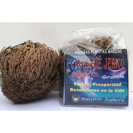 Rosa de Jerico Grande, Instrucciones y Oración