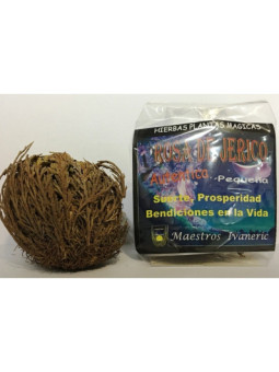 Rosa de Jerico Pequeña, Instrucciones y Oración.