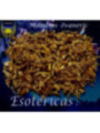 Hierba Esotérica Angelica Raiz 100 Gramos