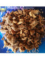 Hierba Esotérica Genciana Raiz. 100 Gramos.