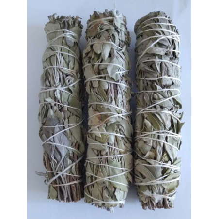 Promoción Atadillo de Salvia 13-16 cm. aprox..  comprando 10 unidades